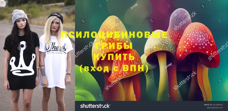 ссылка на мегу как зайти  наркошоп  Гатчина  Псилоцибиновые грибы Magic Shrooms 